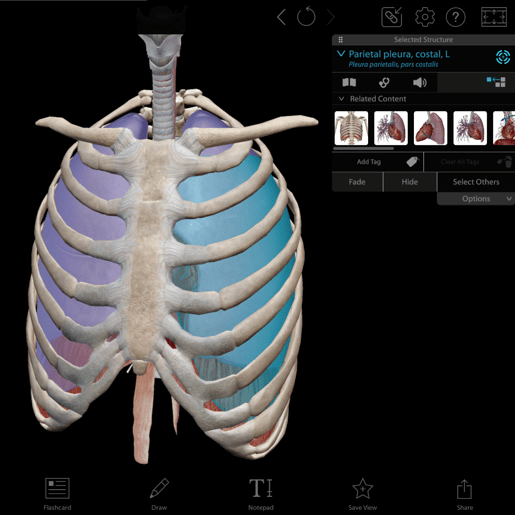 thoracic cavity view (1)