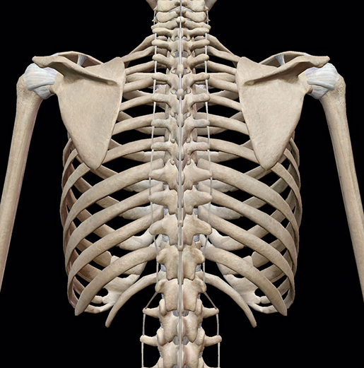 Rib cage – Keeping things together in the thorax