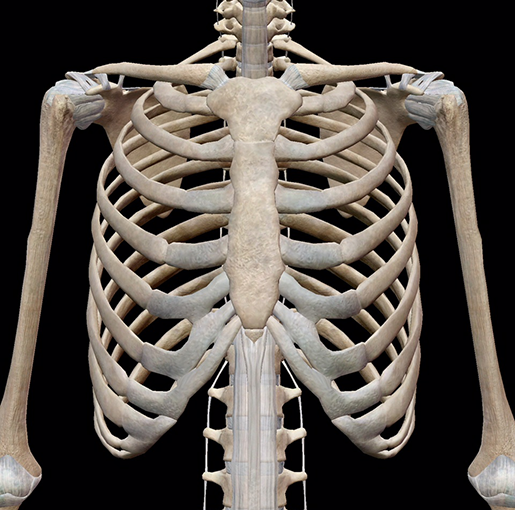 The Chest and Upper Back Bones: 3D Anatomy Model