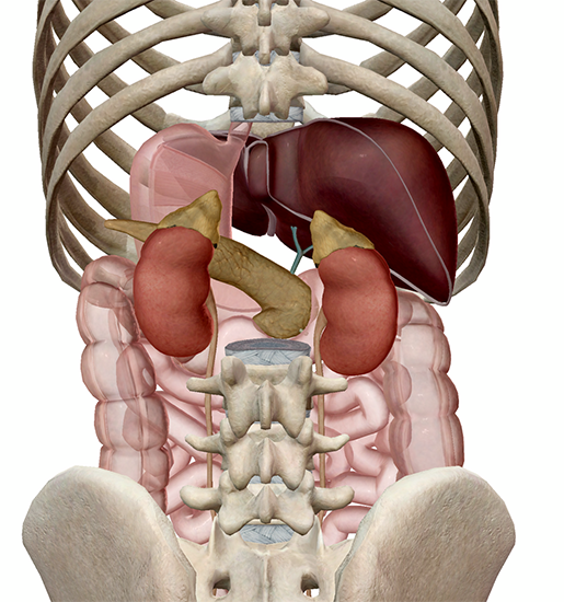 adrenal pain location