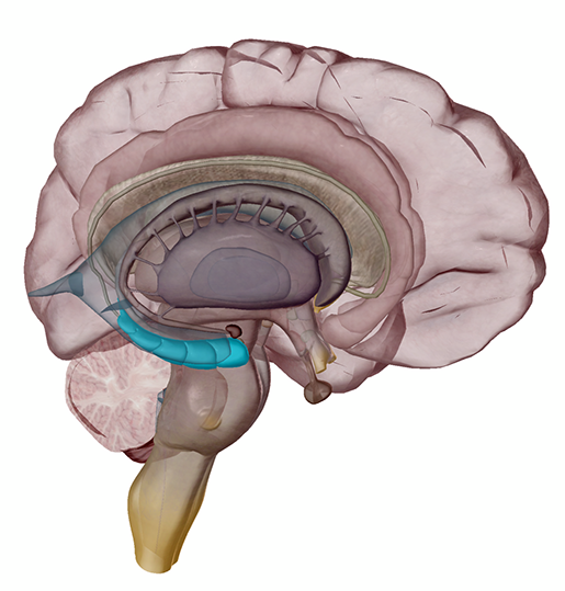 5 Facts About Alzheimer's Disease