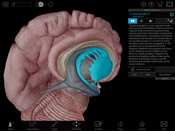 3d brain app for pc