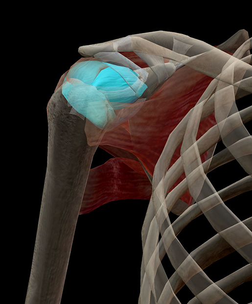 Brrrr! A Chilling Look at Adhesive Capsulitis (Frozen Shoulder)