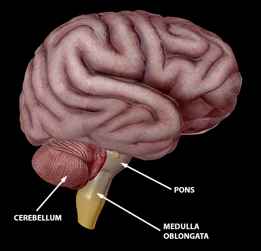 brain cerebellum