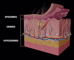 Anatomy and Physiology: Five Things About The Integumentary System