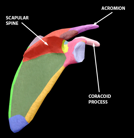 Pectoral girdle anatomy diagram | Photographic Print