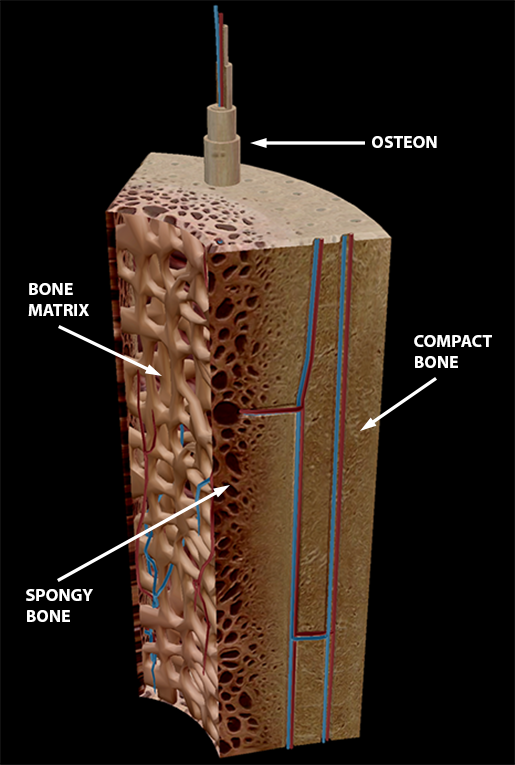 describe the location of spongy and compact bone in a flat bone