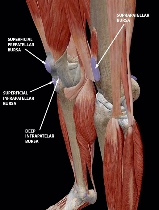 Bursitis: The Fallen Heroes of Joint Mobility