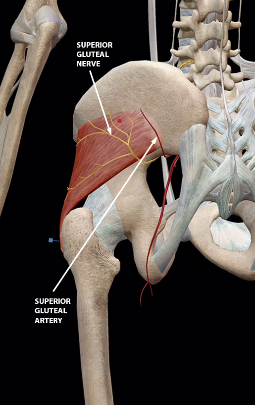 muscles of the buttocks and thigh