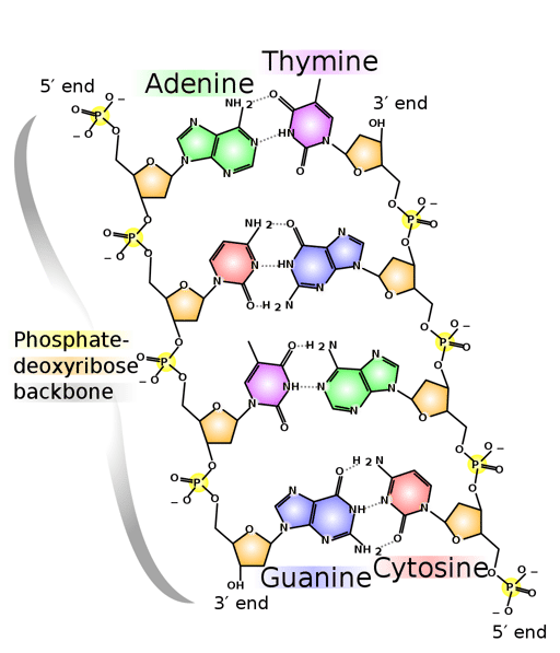 dna-chemical-structure