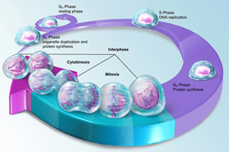 Mitosis and Meiosis: What's the Difference?