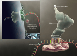 rna-translation-2