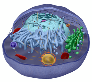 Word Games: Centrosome vs. Centrioles