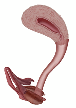 female-repro-cervix-and-vagina