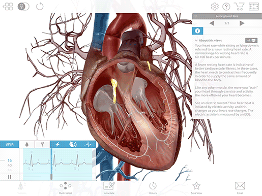 3D heart Animation and heart beating on Make a GIF