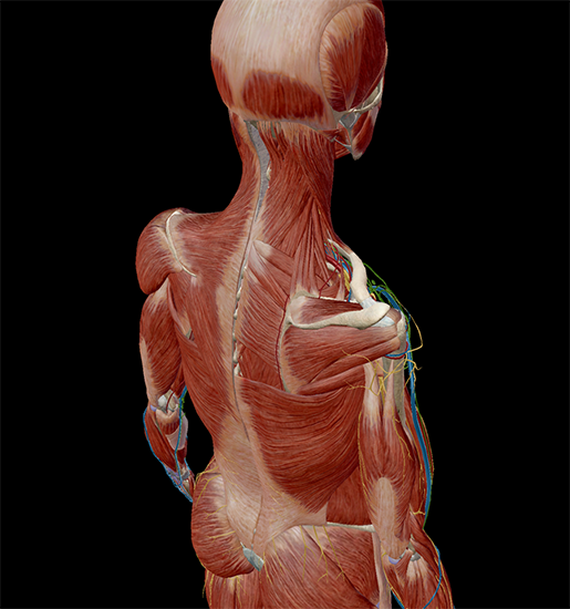 anatomical position