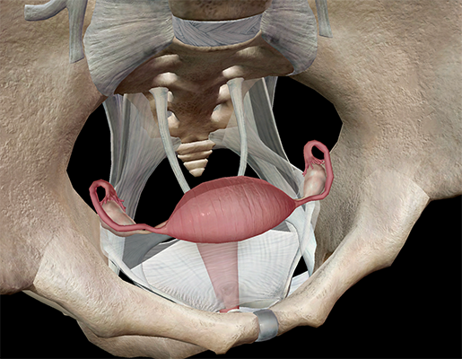 The Endometrium: Anatomy and 3D Illustrations