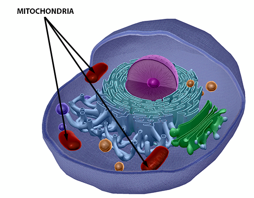 energy-and-metabolism-mitochondria-in-context