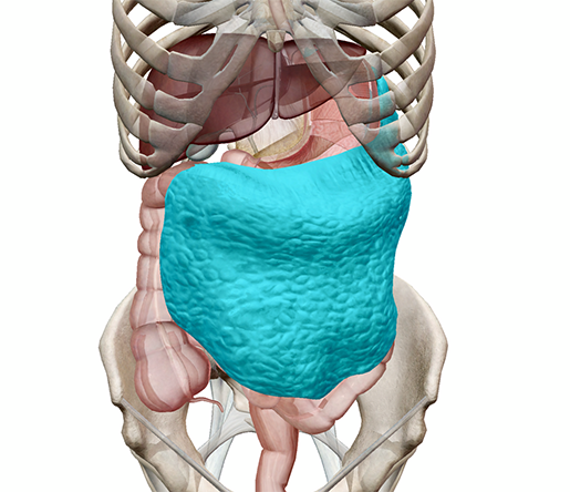 Studying the Peritoneum with Human Anatomy Atlas 2020