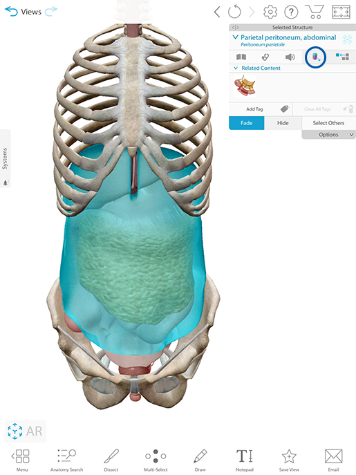 Studying the Peritoneum with Human Anatomy Atlas 2020