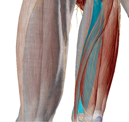 New Anatomy Content: Fascia, Fascial Compartments, and Compartment Syndrome