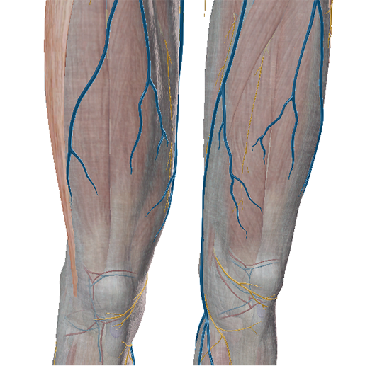 Upper Leg Compartment Syndrome - Upper Leg - Conditions
