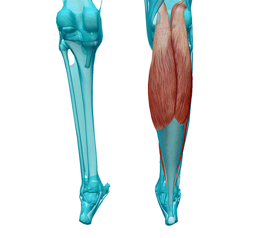 New Anatomy Content: Fascia, Fascial Compartments, and Compartment Syndrome