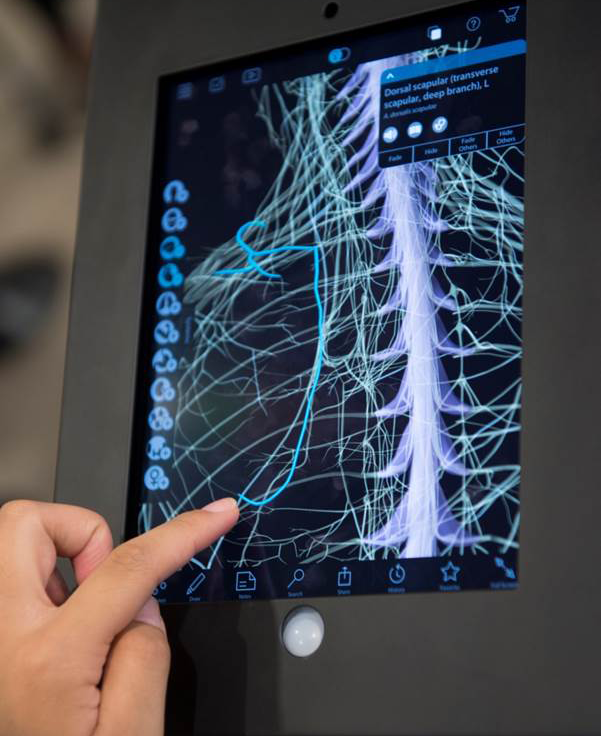 The Virtual Reality Learning Center: Exploring Anatomy In A Flipped ...