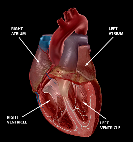 That Boom Boom Pow: Virtual Dissection (sort of) of the Human Heart