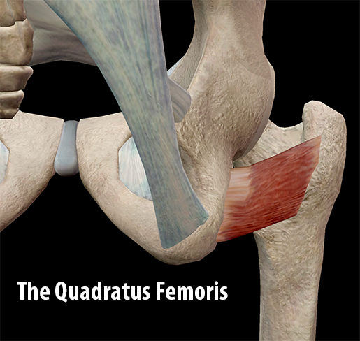 Quadratus Lumborum Origin