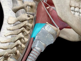 Laryngopharynx im Kontext