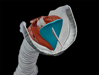 Larynx-superior-larynx-laryngeal.png