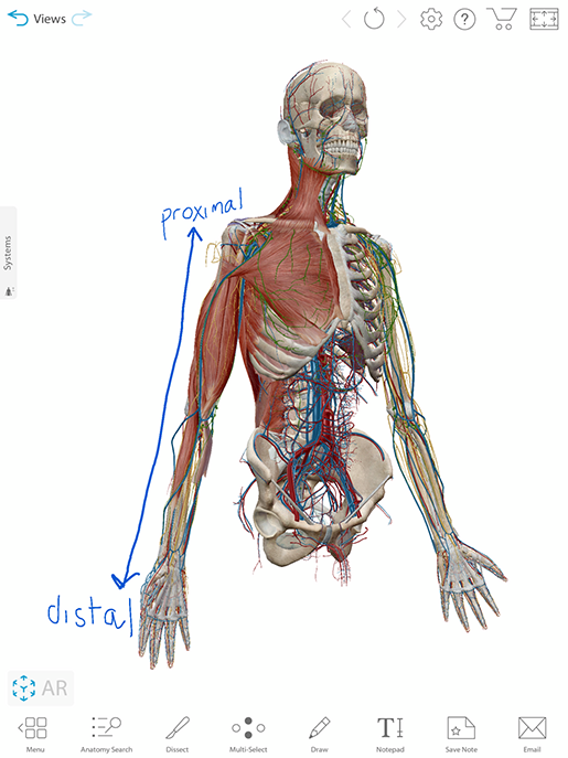 free-lesson-plan-anatomical-planes-positions-and-directional-terms