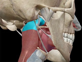 Nasopharynx in context