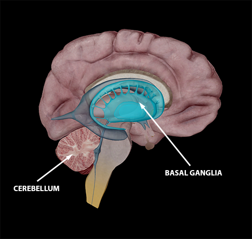 Neuromuscular Interactions: How To Move A Muscle