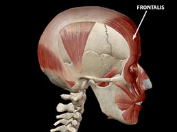 occipitofrontalis-muscle-frontalis