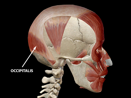 Learn Muscle Anatomy Occipitofrontalis 2578