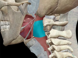 Oropharynx im Kontext