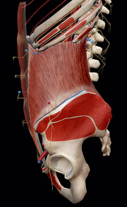 ab-muscles-internal-oblique