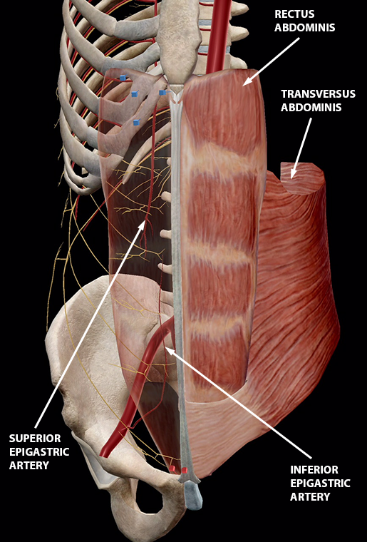 Rectus abdominis muscle - Wikipedia