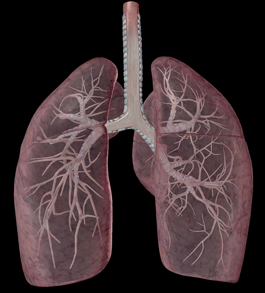 Anatomy and Physiology: The Relationships of the Respiratory System