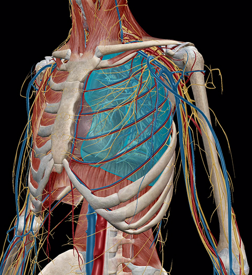 Cardiovascular, Respiratory, and Urinary Systems - Course