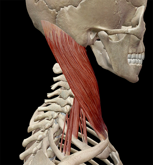 Learn Muscle Anatomy: Scalene Muscles and Other Neck Anatomy