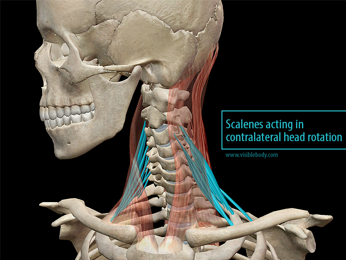 learn-muscle-anatomy-scalene-muscles