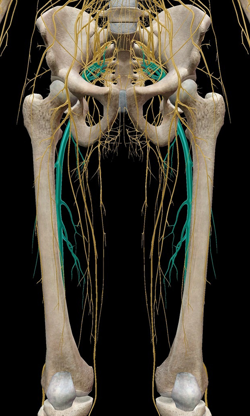 a-real-pain-in-the-butt-the-anatomy-and-pathology-of-sciatica