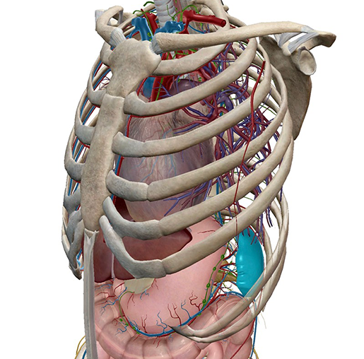 Anatomy and Physiology: The Adventures of Super Spleen