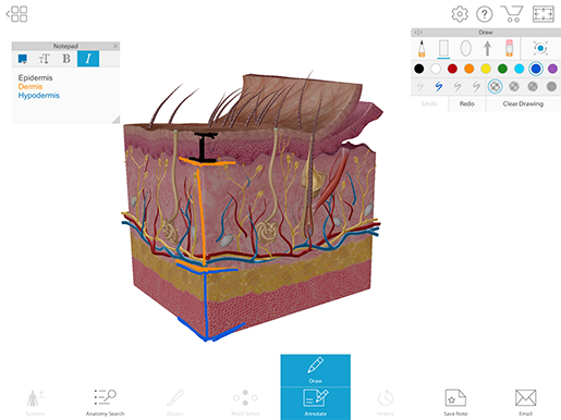 Making Anatomy & Physiology Fun: Some Studying Tips for Students