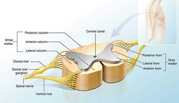 5 Reasons We're Grateful for the Nervous System