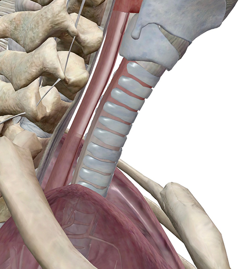 esophagus-anatomy-function-conditions