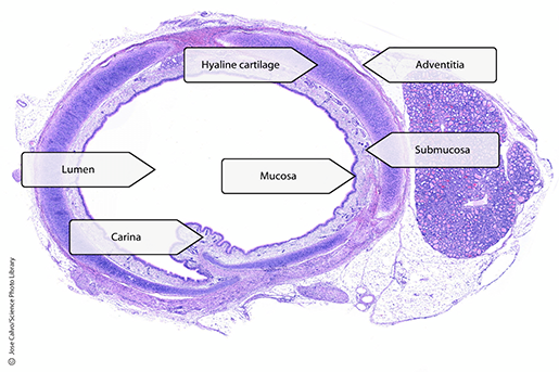 Trachea Histology Slides Labeled